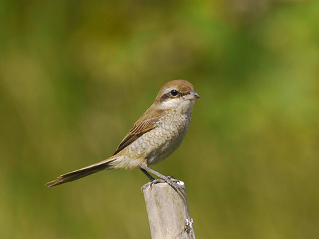 アカモズ(Brown Shrike) P1100512_R