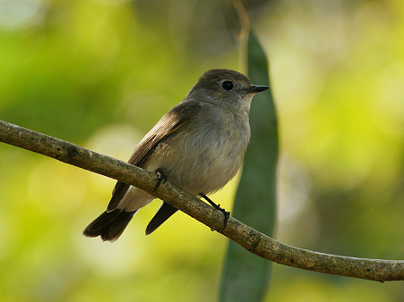 オジロヒタキ(Red-throated Flycatcher) P1110895_R