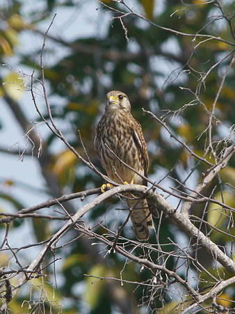 チョウゲンボウ(Common Kestrel) P1150324_R