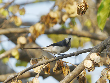 サンショウクイ♂(Ashy Minivet) P1160722_R