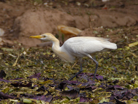 アマサギ(婚姻色)(Cattle Egret) P1170662_R