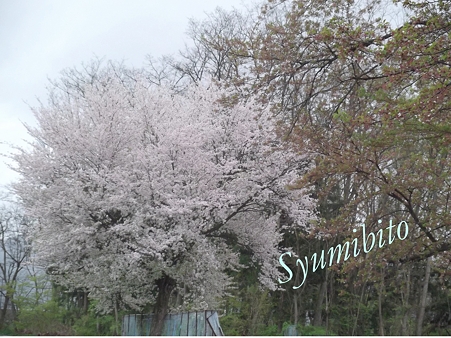 52012.5.3 SAKURA