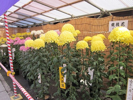 菊