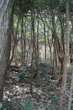 Trees03072012dp2-06