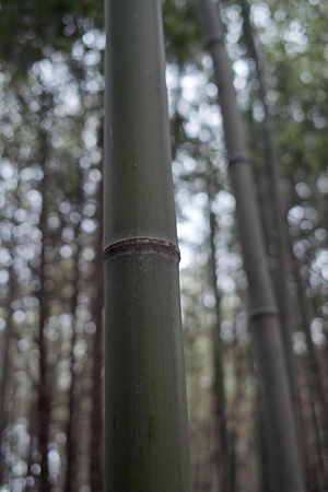 bamboo03232012dp2-04