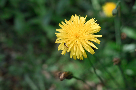 Dandelion_and_bug06152011dp2-02
