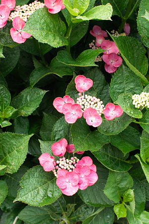 flower06252011sd15-03