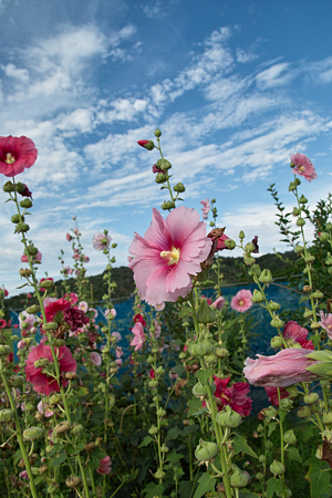 Flower07092011sd15-05