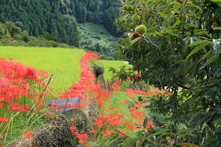 UZOU_00038