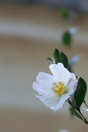 山茶花