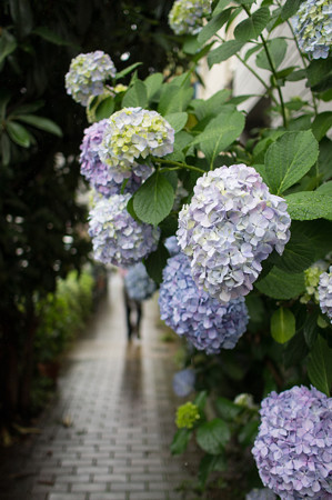 梅雨