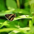Photos: 見つけたセセリ蝶は草の中