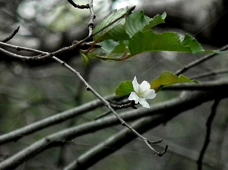 智光山 376 桜