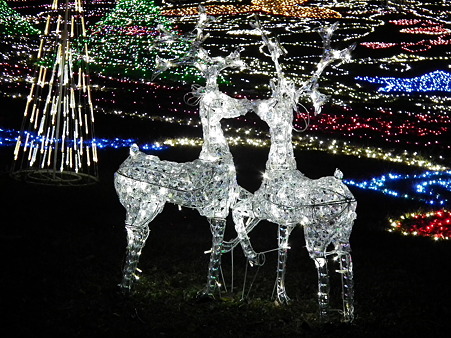 昭和記念公園 091