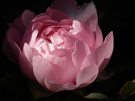 DSCF0208