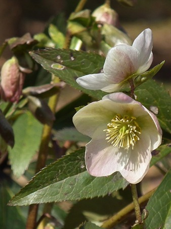 DSCF0254a