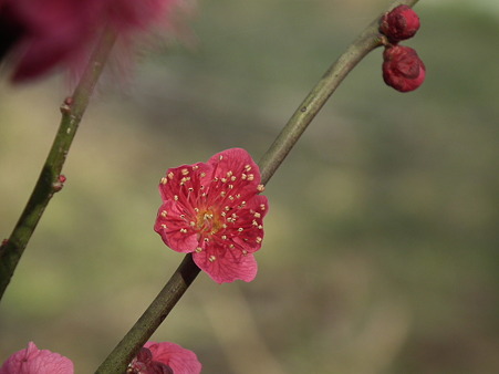 DSCF0117