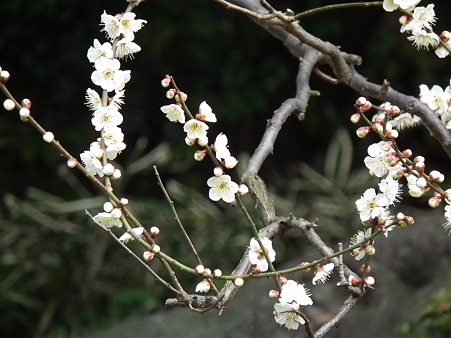 DSCF0263