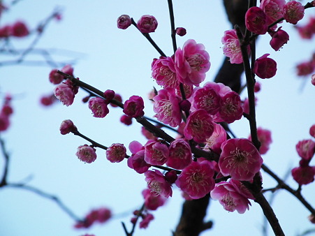 DSCF0638