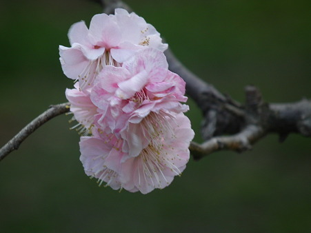 DSCF0248