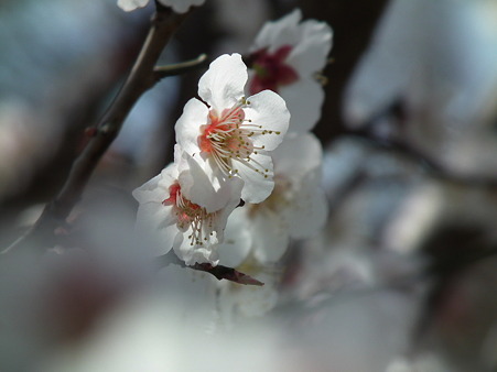 DSCF0012