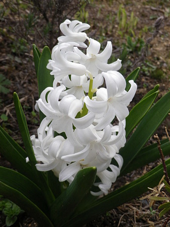 IMGP0078