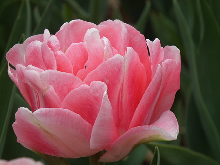 DSCF0249