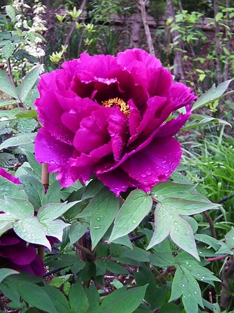 DSCF0036