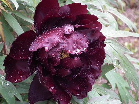 DSCF0104