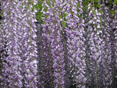 IMGP0031