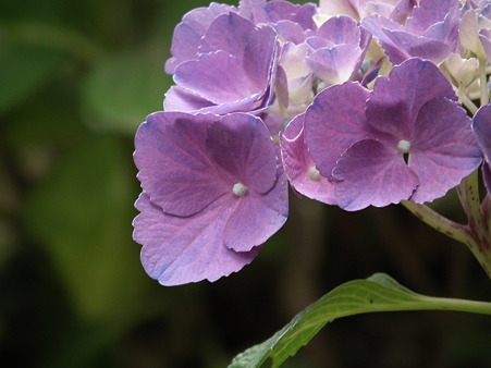 DSCF0109