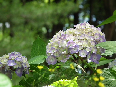 DSCF0008