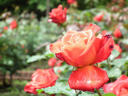 DSCF0065