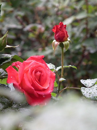 DSCF0048