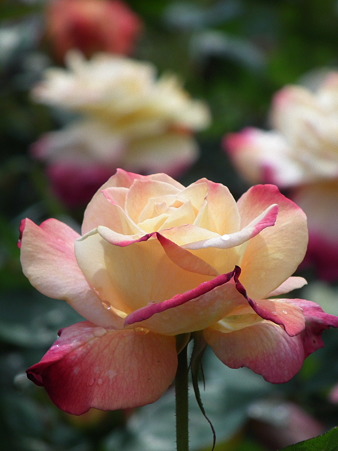 DSCF0239