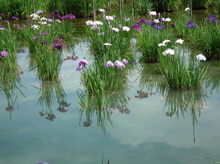 DSCF0466