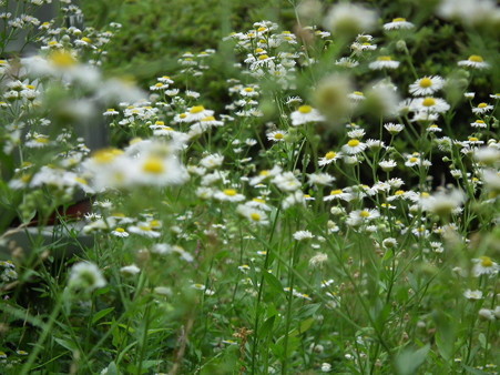 DSCF0058