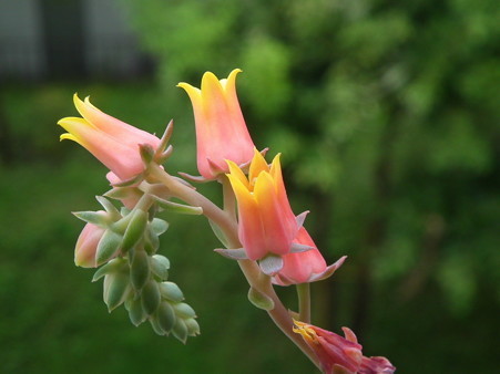 DSCF0082