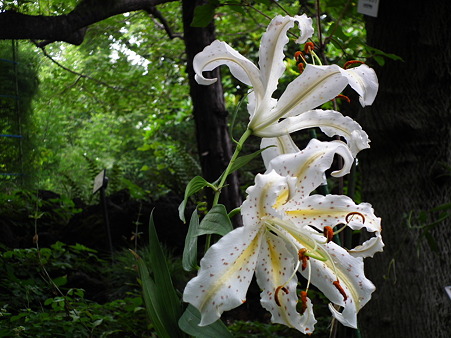 夏の花 209
