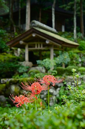 彼岸花と草庵