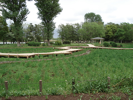 水元公園の菖蒲田
