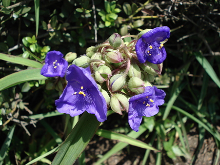 紫露草（ムラサキツユクサ）