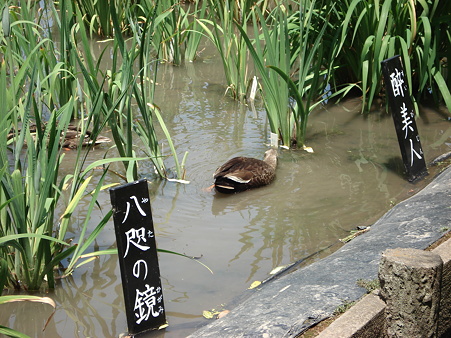 堀切菖蒲園でカルガモ発見