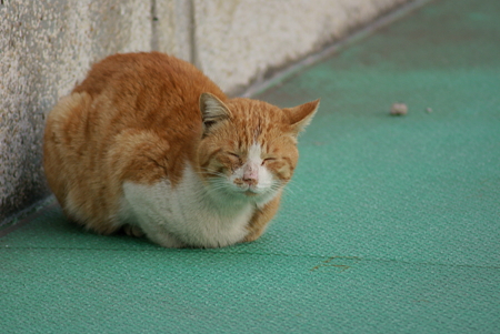 調子悪いにゃん・・・