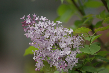 紫丁香花（ムラサキハシドイ）