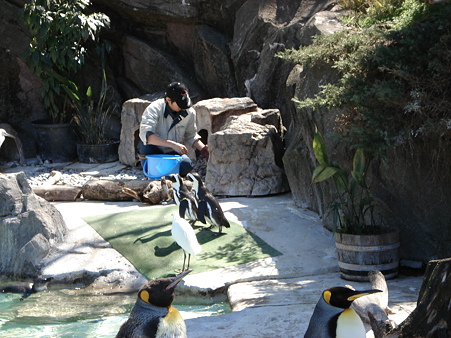 オウサマペンギンとケープペンギン