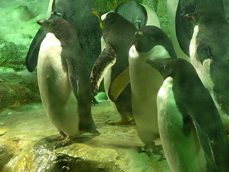 20110813 海遊館 アデリー04