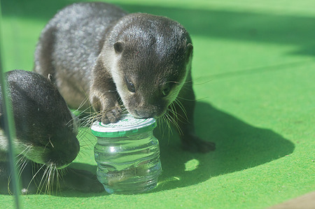 tokyowildlife110924086