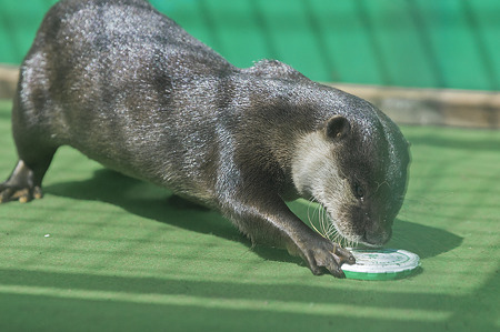 tokyowildlife110924111