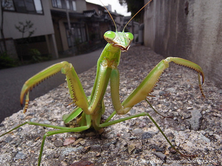 オオカマキリ